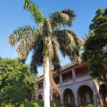 Dominican Institute for oriental Studies, Cairo, summer 2017